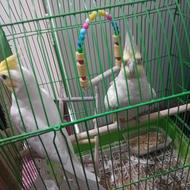 طوطی عروس سالم