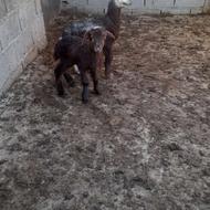 بره نرو ماده