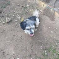 واگذاری سگ پاکوتاه.