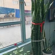 گلدانه شمشیری بزرگ