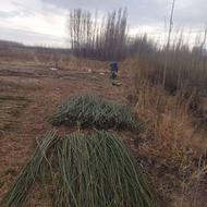 سرمه سیاه هم سفید موجوده نهالستا ن موجود هست