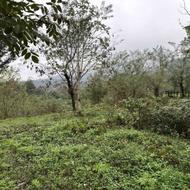 زمین مسکونی جاده امام زاده ابراهیم