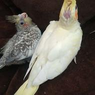 جوجه طوطی نسل بی نظیر