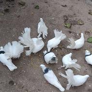 فروش یک خانواده8تایی دم چتری کله لرزان از یک جفت