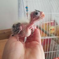 پرنده سرلاکی عروس