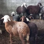 گوسفند بره مار آس درجه یک نر.ابستن