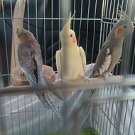 سه تا عروس هلندی با هم