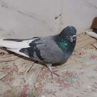 کبوتر دم سفید