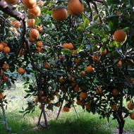 پرتغال خونی سر درخت