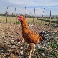 لاری خروس افغان