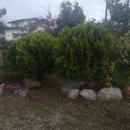 یوکا سیکاس آلوورا پرتقال نارنگی کامیس نخل افوربیا