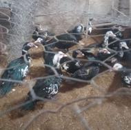 فروش اردک خارجی