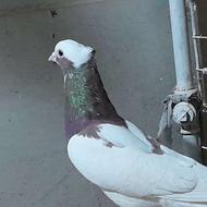 کبوتر طوق سرخ