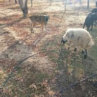 سگ سرابی برای قله خوبه