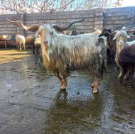 گوسفند و بزکل