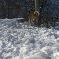 واگذاری سگ های سرابی