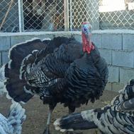 بوقلمون نر مشکی