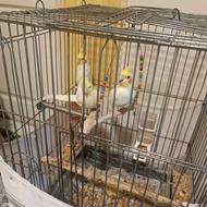 عروس هلندی 3 عدد و یک عدد سخنگو