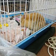 خرگوش خوشگل و خانگی