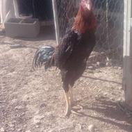 خروس لاری خوب