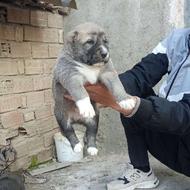 واگذاری توله کانگال 35روزه خالص وخاص