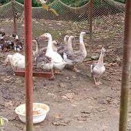 جوجه قوغازهای افریقایی و اوکراینی