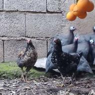 نیمچه و جوجه محلی مرغ و خروس شاخدار