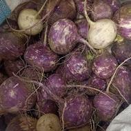 شلغم شیرین و سالاد فصل