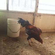 خروس لاری نژاد دار