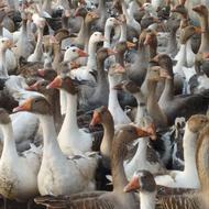 فروش عمده و خرده غاز