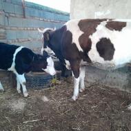 گاو سمینتال