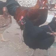 فروش مرغ وخروس محلی اصل