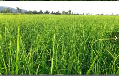 2000 متر زمین کشاورزی