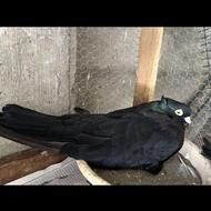 فروش کبوتر زاق کشیده تزیینی