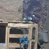 خریدار کفتر سوسکی بزک هستم