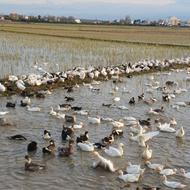 اوردک محلی کامل ارگانیک 4 ماهه داخل آییش