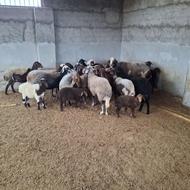 فروش گله گو‌سفند و تعدادی قوچ