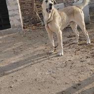 واگذاری توله 17ماهه