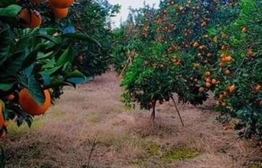 1400 متر زمین باغی فوقالعاده در جویبار