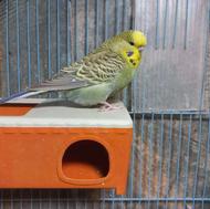 مرغ عشق انگلیسی