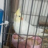 عروس هلندی 3عدد