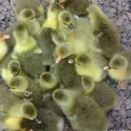 فروش جوجه غاز محلی درجه یک