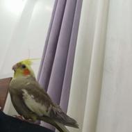 عروس هلندی بالغ دستی و رام و ومدل ابلق آماده تخم گذاری