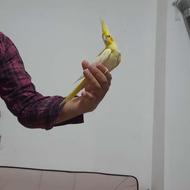 عروس هلندی سخنگو