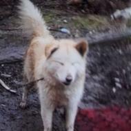 واگذار یک قلاده سگ گرگی