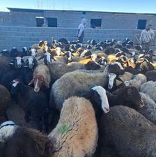 گوسفندمیش قوچ بره