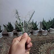 حلقه تزئینی پرندگان