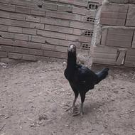 مرغ‌لاری‌اصیل7ماه