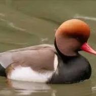 فروش اردک زیبا و کمیاب