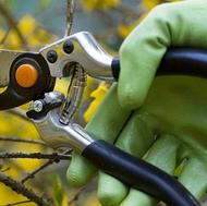 خدمات تخصصی باغات کیوی..